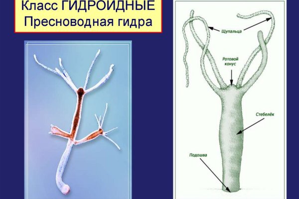 Кракен ссылка орион