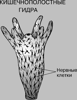 Кракен онион зеркало